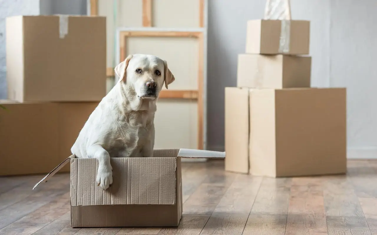 A happy dog sitting among moving boxes.